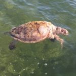 Fishing line claims life of turtle