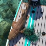 Nurse shark killed in ghost net