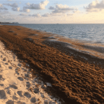 DoE predicts bad year for sargassum