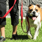 Dog owners must pick up poop in public places