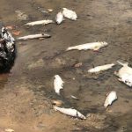 Heat and salinity kill off fish in Brac pond
