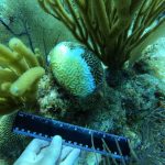 Scientists find key piece in coral disease puzzle