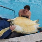 NCC votes for increased turtle protection