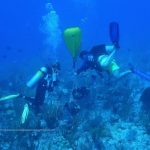 DoE ‘quarantining’ diseased coral