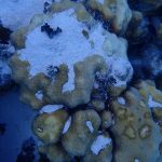 Eden Rock coral smothered in boat incident