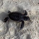 Baby turtle hatches in daytime on 7MB