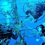 Coral expert’s work ‘hijacked’ by developers