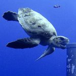 Underwater cameras to watch-over UKOT sea life