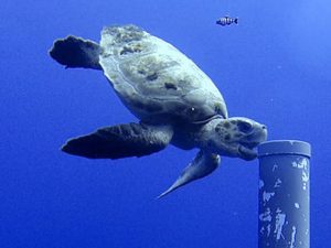 Underwater cameras to watch-over UKOT sea life