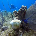Deadly coral disease spreads across Northwest Point