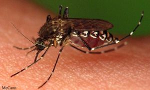 Mosquitos out in force after rain stalls prevention