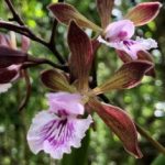 Plant thieves steal rare orchid from Botanic Park