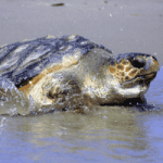 End of legal turtling saved local loggerheads