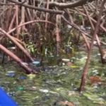 WB wetlands immersed in plastic pollution