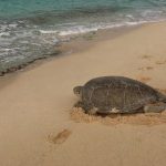 Poaching of nesting turtles continues