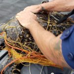 Hawksbill turtle caught in net trap rescued