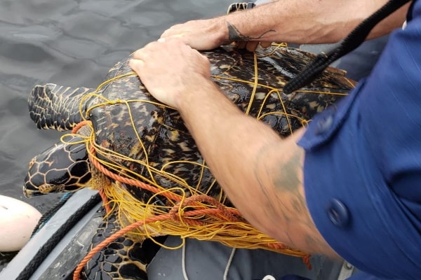 Hawksbill turtle caught in net trap rescued : Cayman News Service