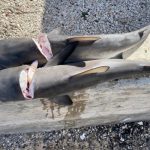 At least seven sharks killed in local waters