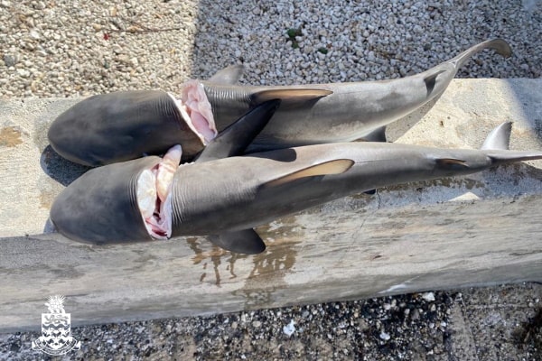 At least seven sharks killed in local waters : Cayman News Service