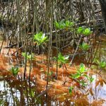 140 acres of mangrove at risk on CPA agenda