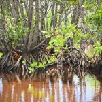 Mangrove protection still limited by laws