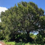 Giant mahogany trees saved on Little Cayman