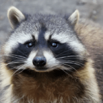 ‘Wanted’ raccoon rounded up in West Bay