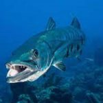 Octogenarian visitor bitten by barracuda off 7MB