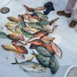 Suspect poachers caught at Rum Point