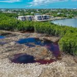 Mangrove destruction is existential threat to Cayman