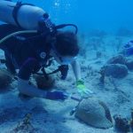 Over 42,000 corals treated in SCTLD crisis
