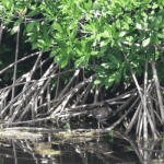 Trust expands options for mangrove emission offsets