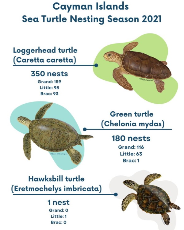 Loggerhead Turtles Lay Record Number Of Nests : Cayman News Service