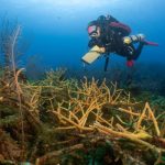 CCMI gets €258k grant to expand coral restoration