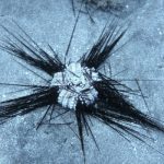Sea urchins facing fatal mystery threat