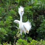 Governor’s Bird Sanctuary faces development threat