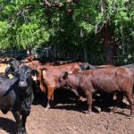 Ministry begins tracking farm animals