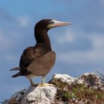Plan proposed to protect nesting seabirds