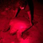 DoE officer rescues green turtle from poachers