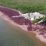 Sargassum removal trial planned in North Sound