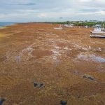 Sargassum presents challenge for environment and tourism