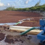 Sargassum trial stalled as seaweed decomposes