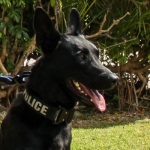 Officer cleared over death of K9 at GT Police Station