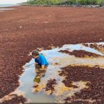 Pumping trial starts on sargassum in North Sound