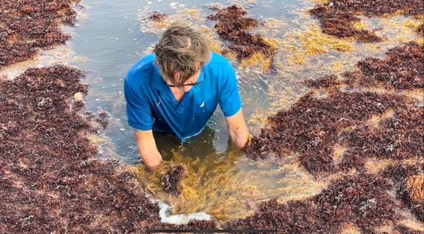 Pumping trial starts on sargassum in North Sound : Cayman News Service