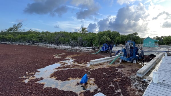 EDDY Pump's Application in Sargassum Seaweed Removal