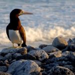 Future ‘grim’ for brown booby, DoE warns