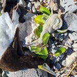 More brown booby birds killed on Cayman Brac