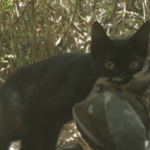 DoE battles misinformation over feral cat cull