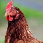 Chickens euthanised after bird flu suspected in local flock